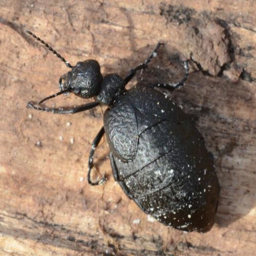 Réf. 298 431 : Meloe mediterraneus